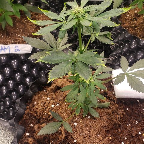 Black cream #1 growlog timeline photo