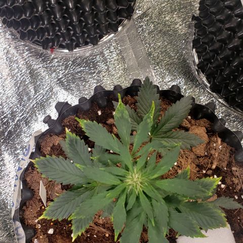 Black cream #1 growlog timeline photo