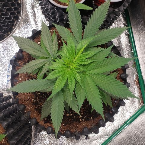 Tropicanna Banana #1 growlog timeline photo