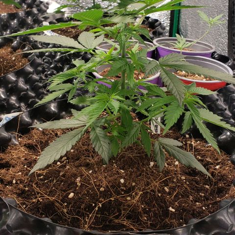 Tropicanna Banana #1 growlog timeline photo