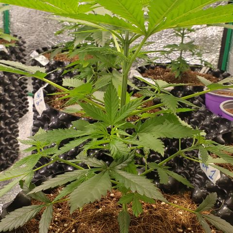 Tangerine Dream #1 growlog timeline photo