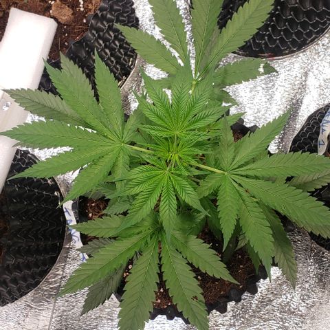 Tangerine Dream #1 growlog timeline photo