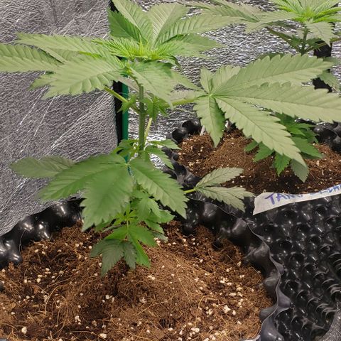 Tropicanna Banana #3 growlog timeline photo