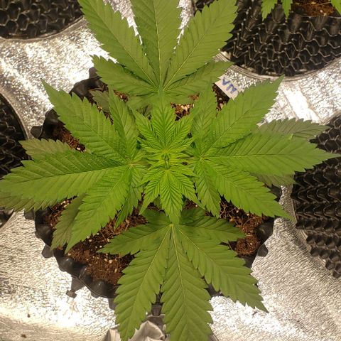 Tropicanna Banana #3 growlog timeline photo