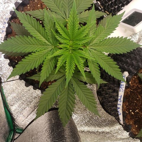 Jack 47 #4 growlog timeline photo
