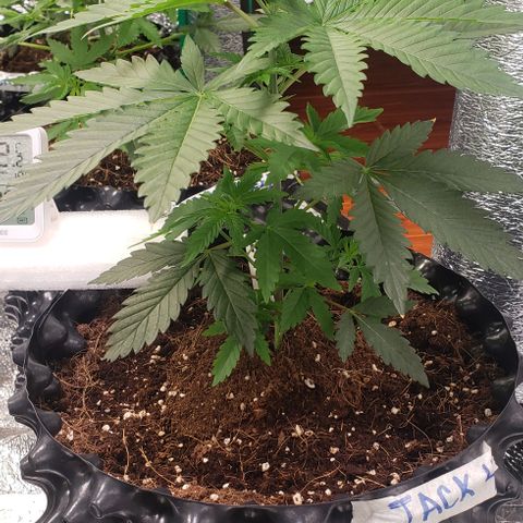 Jack 47 #4 growlog timeline photo
