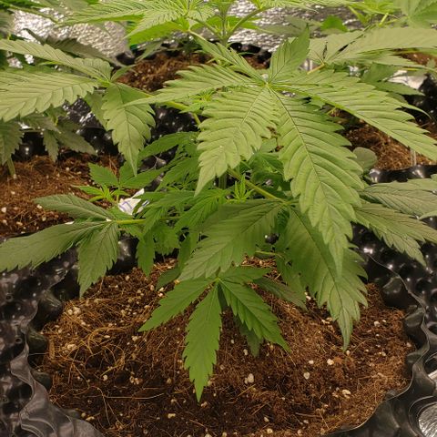 Jack 47 #2 growlog timeline photo
