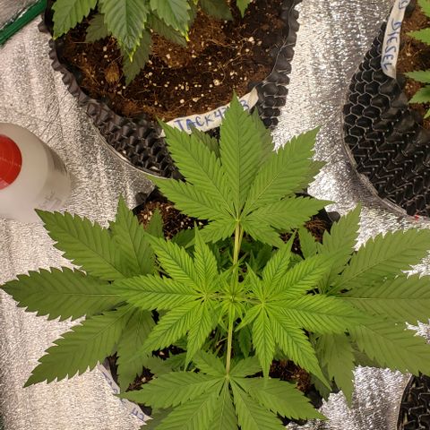 Jack 47 #2 growlog timeline photo