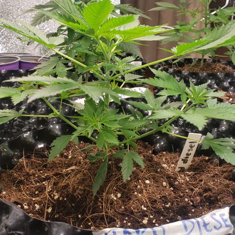 Hard Diesel growlog timeline photo