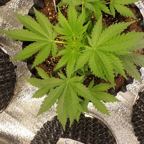 Hard Diesel growlog timeline photo