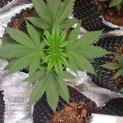 Tangerine Dream #2 growlog timeline photo