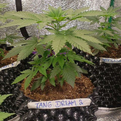 Tangerine Dream #2 growlog timeline photo
