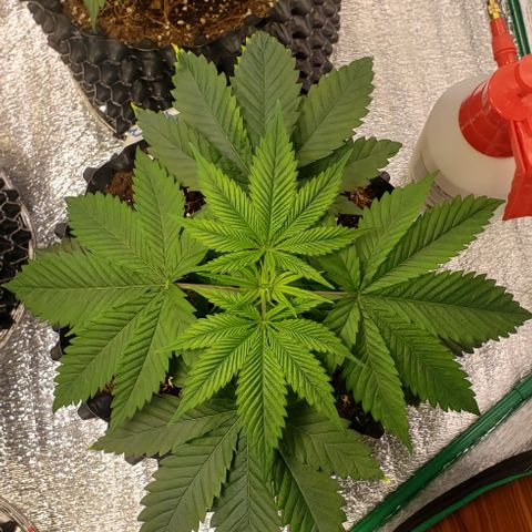 Jack 47 #3 growlog timeline photo