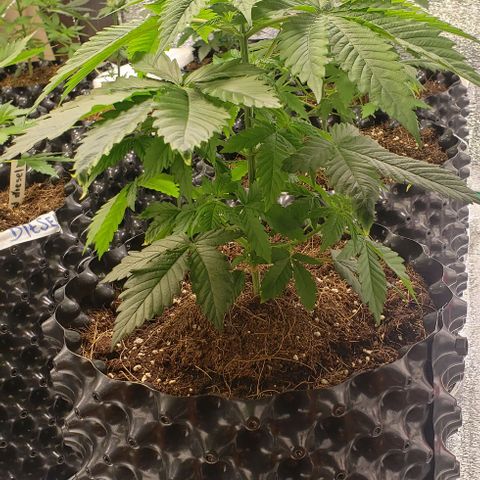 Jack 47 #3 growlog timeline photo
