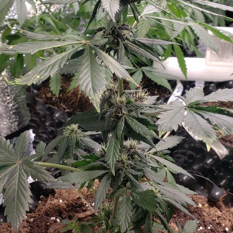 Black cream #1 growlog timeline photo