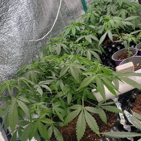 Jack 47 #1 growlog timeline photo