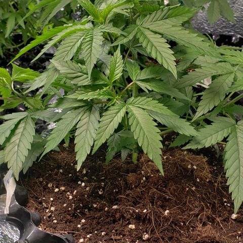 Jack 47 #1 growlog timeline photo