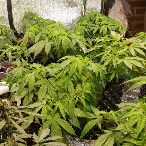 Jack 47 #1 growlog timeline photo