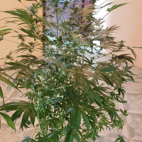 Hard Diesel growlog timeline photo