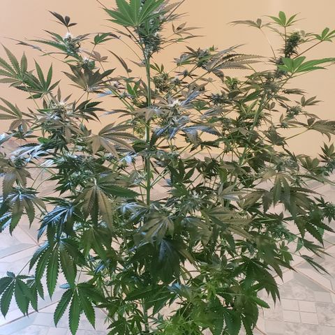 Hard Diesel growlog timeline photo