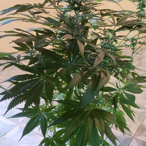 Jack 47 #2 growlog timeline photo