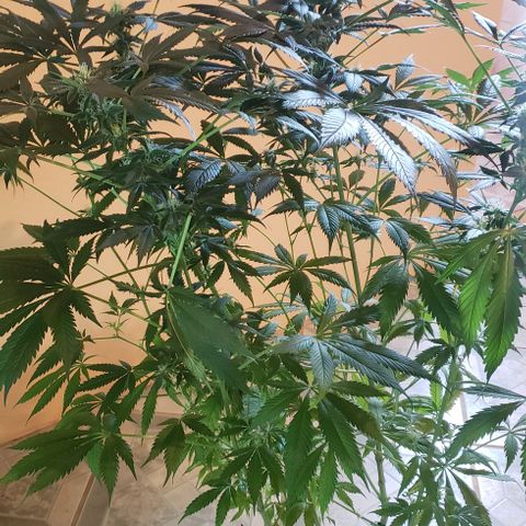 Jack 47 #2 growlog timeline photo