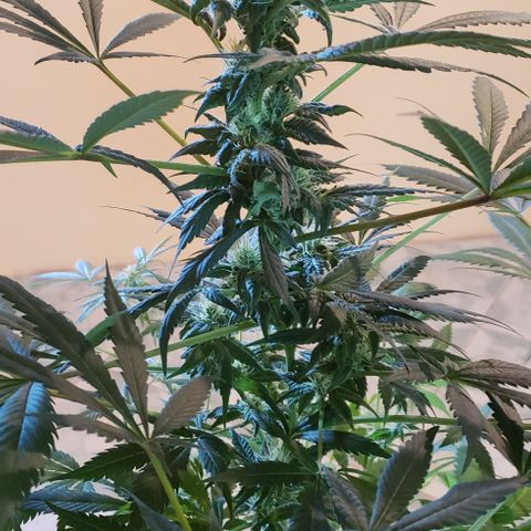 Jack 47 #2 growlog timeline photo