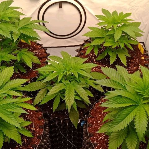 White Widow growlog timeline photo