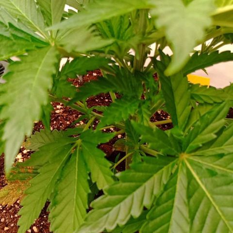 White Widow growlog timeline photo