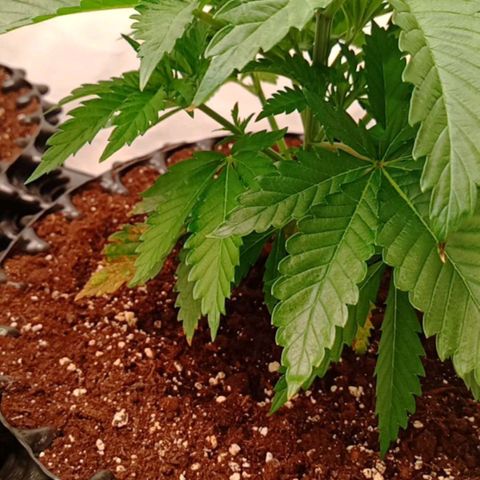 White Widow growlog timeline photo