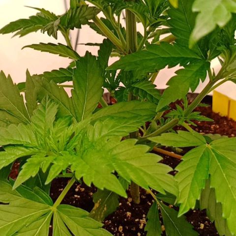 White Widow growlog timeline photo