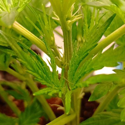Sweet Mimosa XL Auto growlog timeline photo