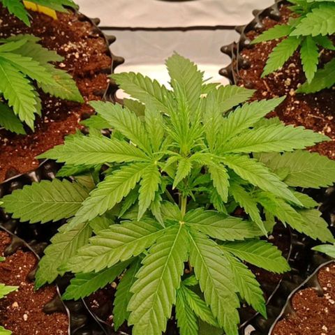 Sweet Mimosa XL Auto growlog timeline photo