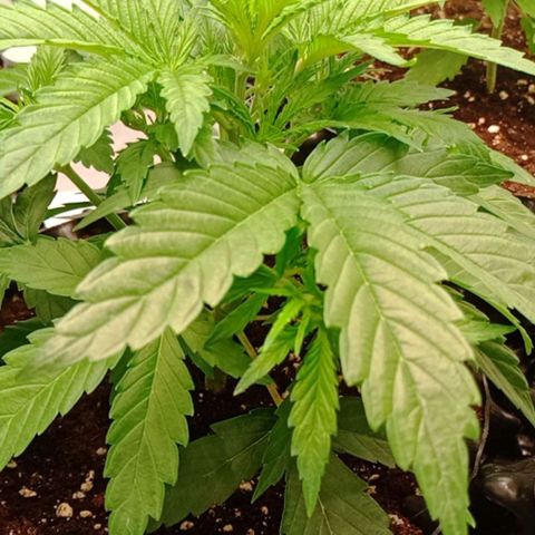Sweet Mimosa XL Auto growlog timeline photo