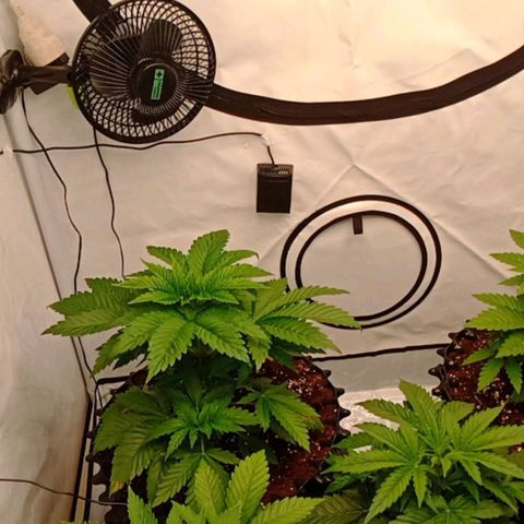 Sweet Mimosa XL Auto growlog timeline photo