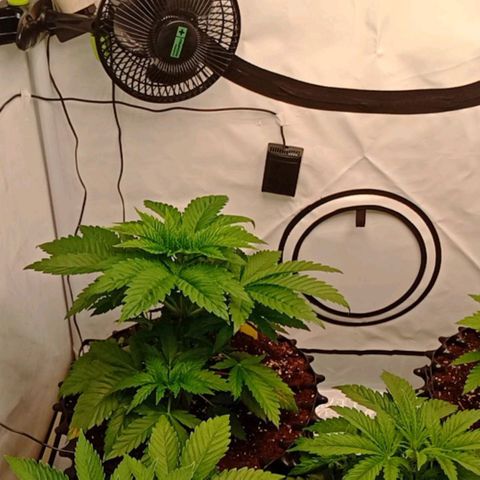 White Widow growlog timeline photo