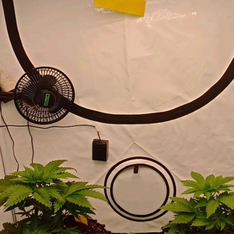 White Widow growlog timeline photo