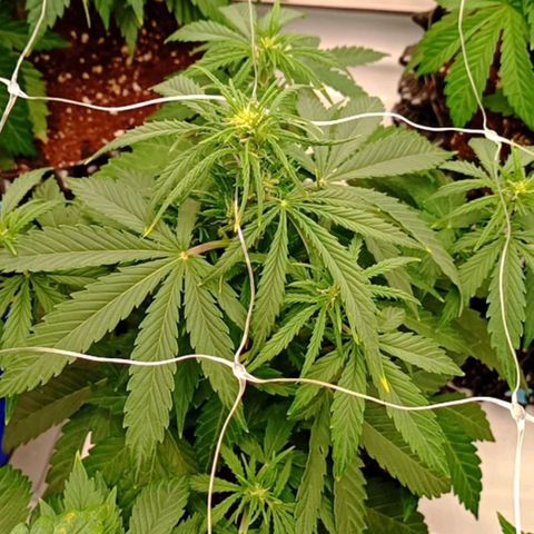 Sweet Mimosa XL Auto growlog timeline photo