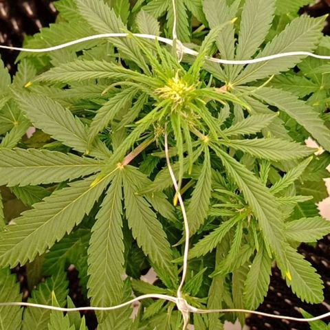 Sweet Mimosa XL Auto growlog timeline photo