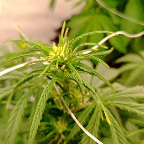 Sweet Mimosa XL Auto growlog timeline photo