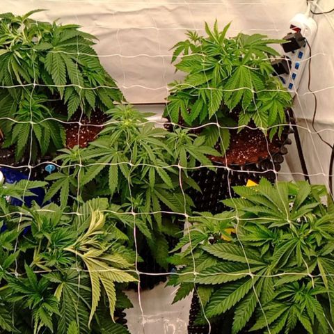 White Widow growlog timeline photo