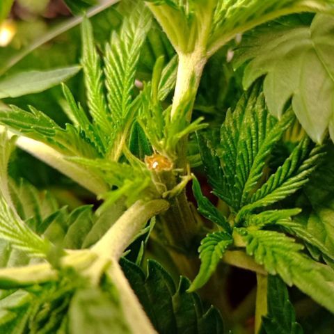 White Widow growlog timeline photo