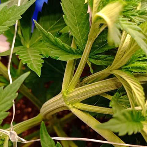 White Widow growlog timeline photo