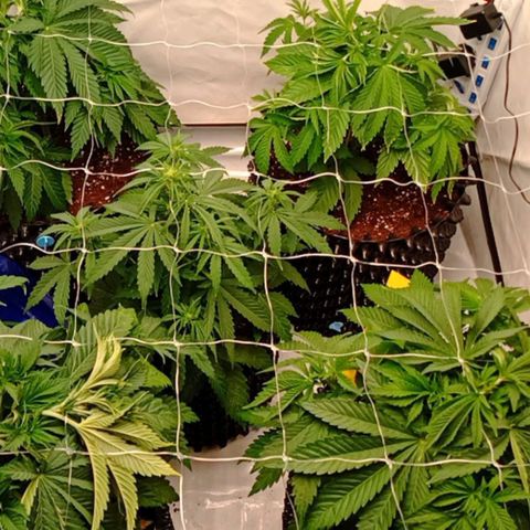 White Widow growlog timeline photo