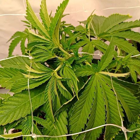 White Widow growlog timeline photo