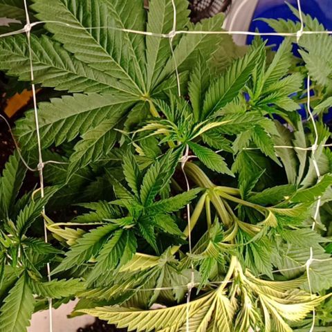 White Widow growlog timeline photo
