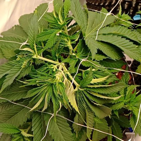 White Widow growlog timeline photo