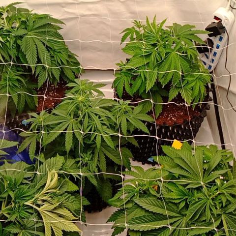 White Widow growlog timeline photo