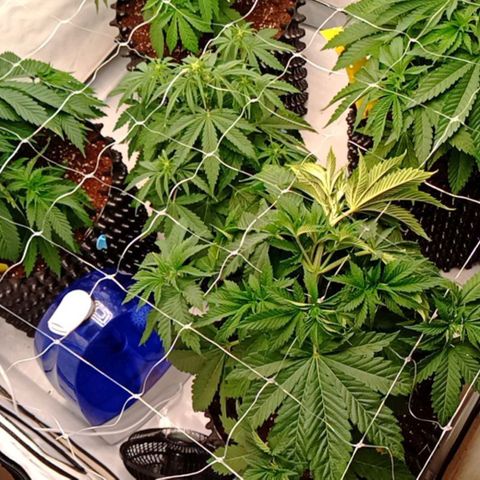 White Widow growlog timeline photo