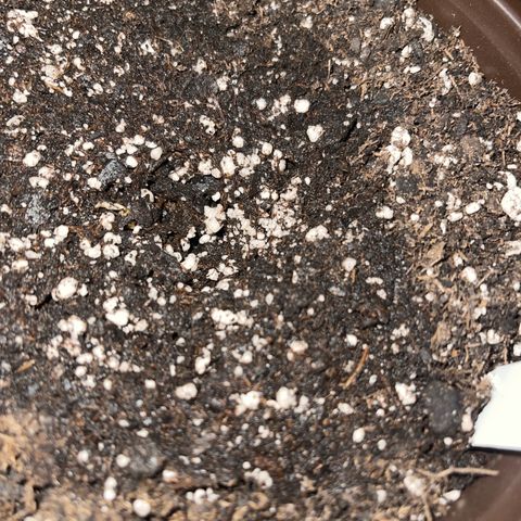 Mass mystery #3 growlog timeline photo